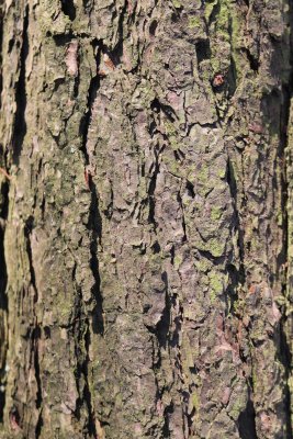 Pinus pungens - borovice pichlavá - borka